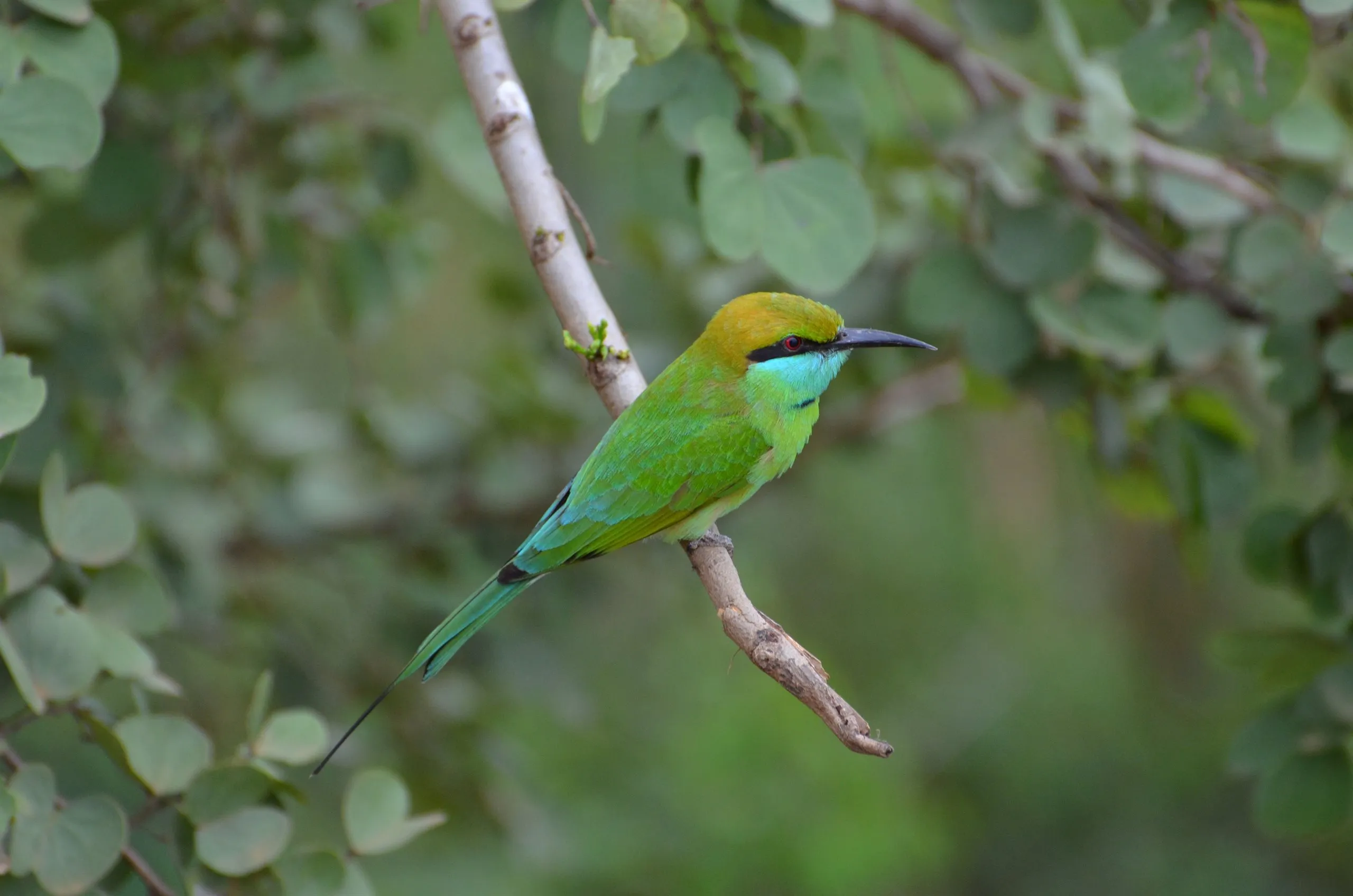 A green bee-eater with a long tail streamer on a thin branch
