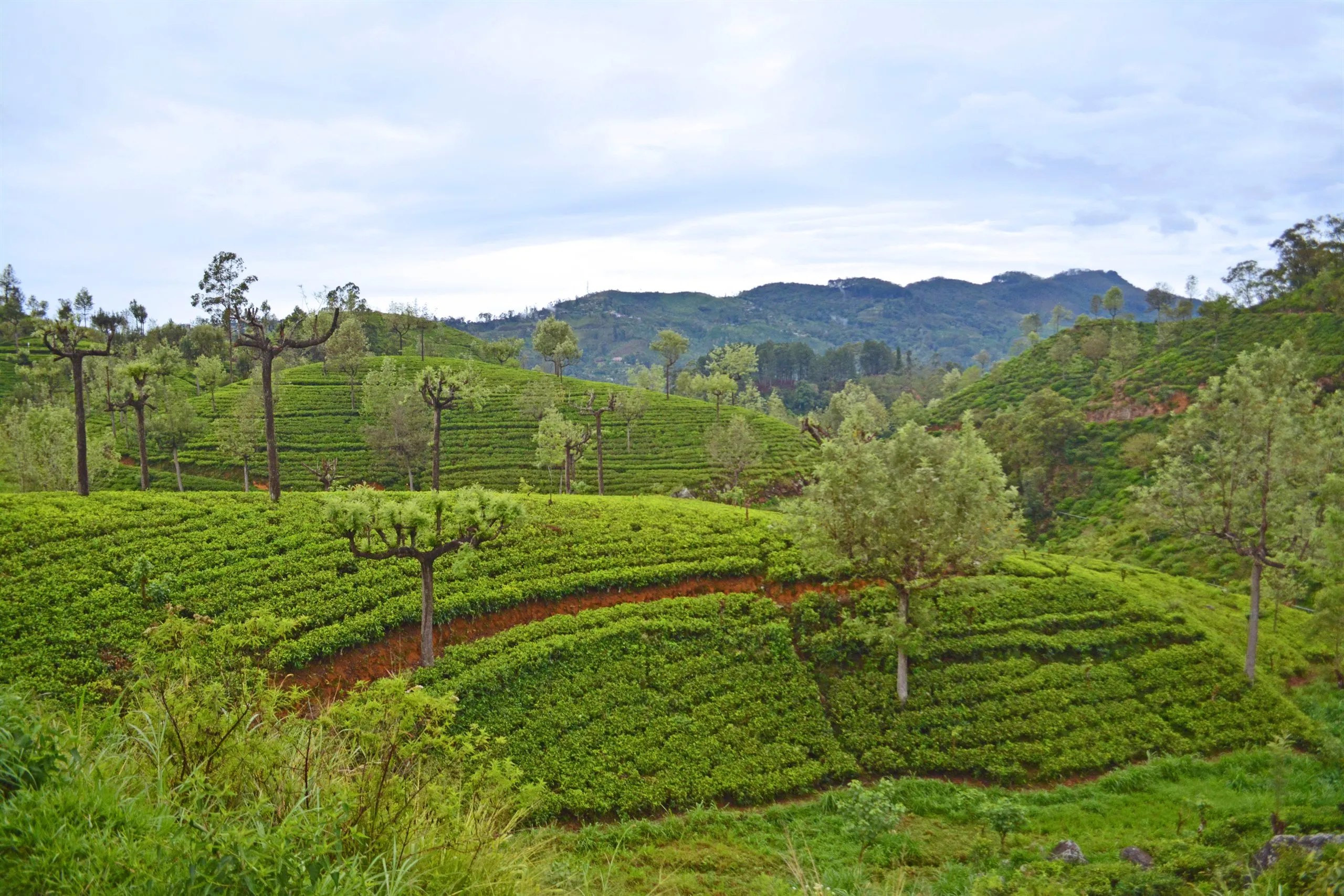 Tea plantation hills near Nuwara Eliya