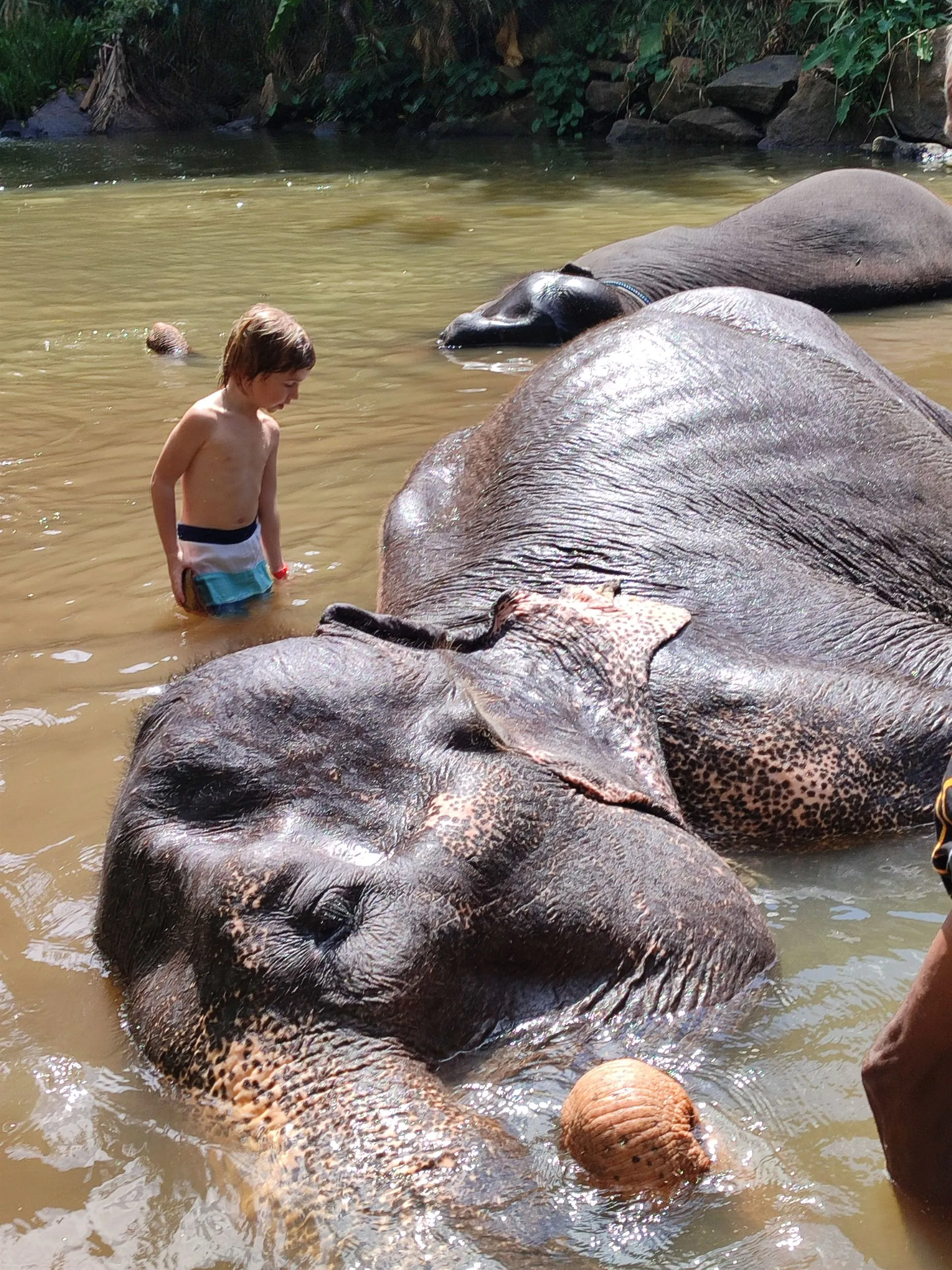 A small boy face to face with an elephant
