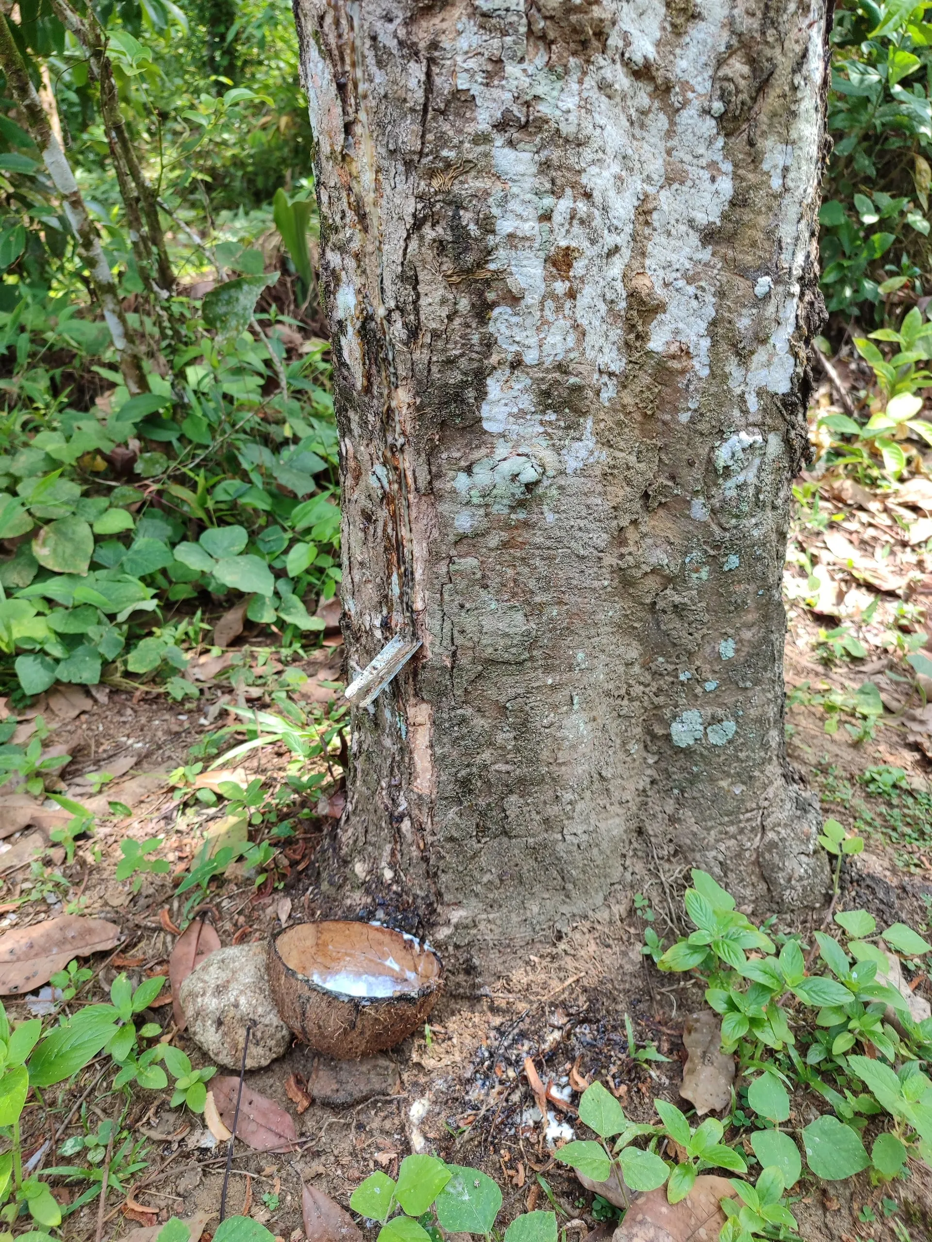 Latex dripping from a tapped rubber tree into a coconut shell
