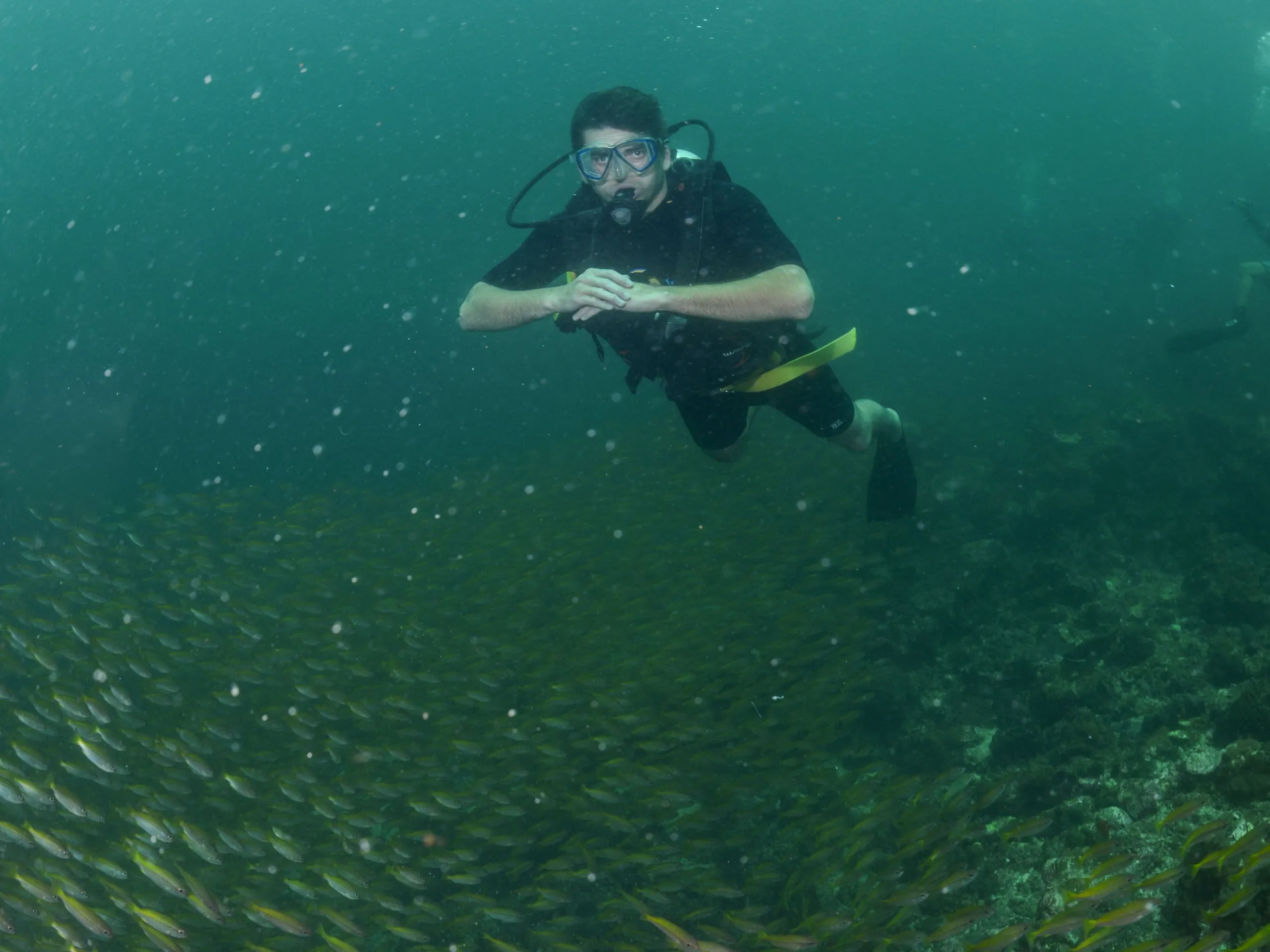 A diver above a dense school of yellow snapper over the reef