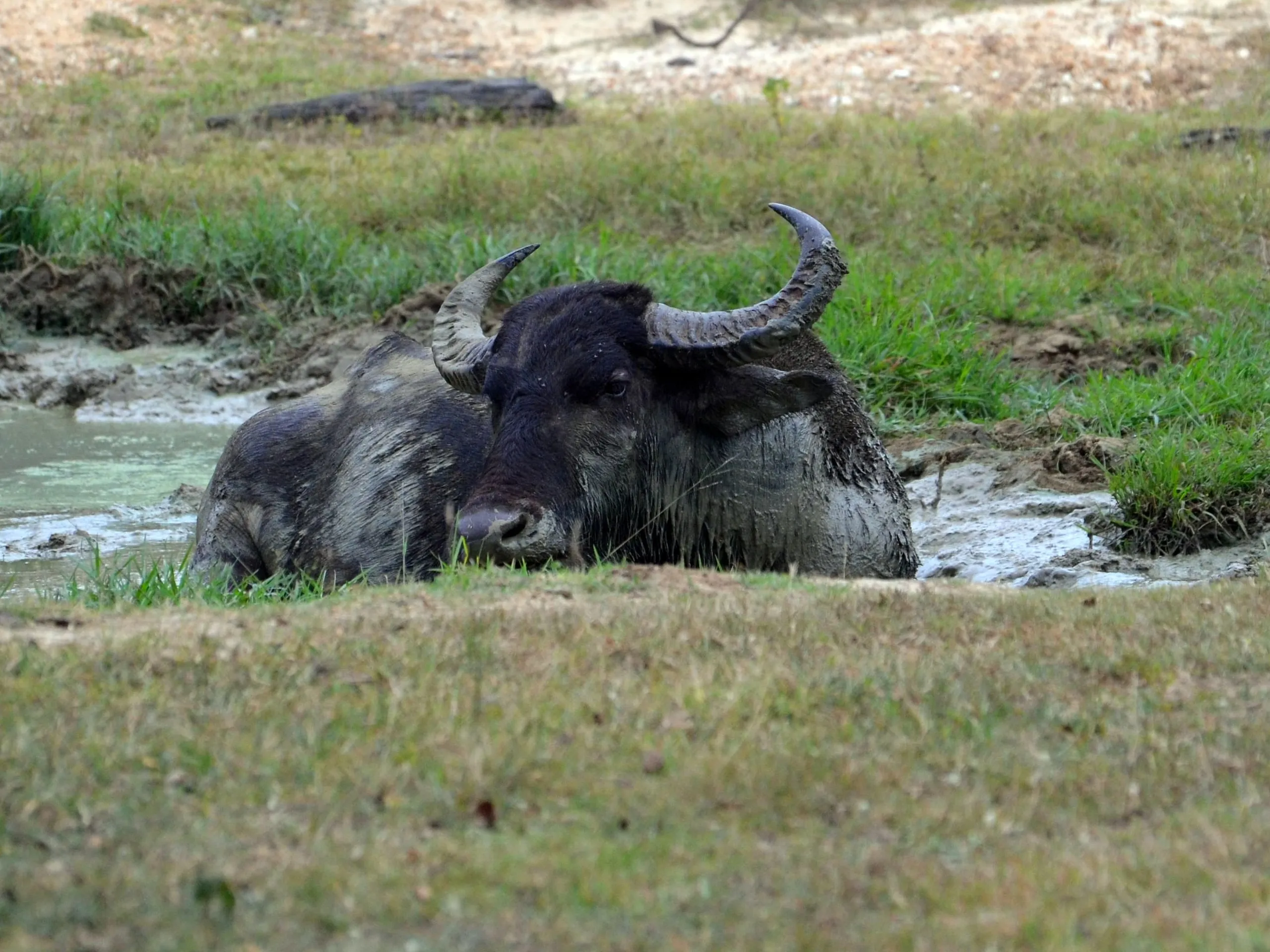 A water buffalo wallowing in a mud pool in Udawalawe national park